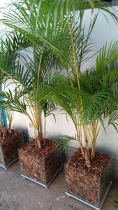 23.09 3areca bamabu Plantas que ajudam a limpar o ar Airfree Purificadores de Ar | Blog