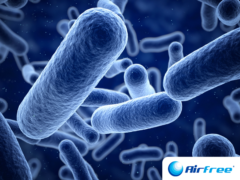 O que são e qual a função das bactérias?